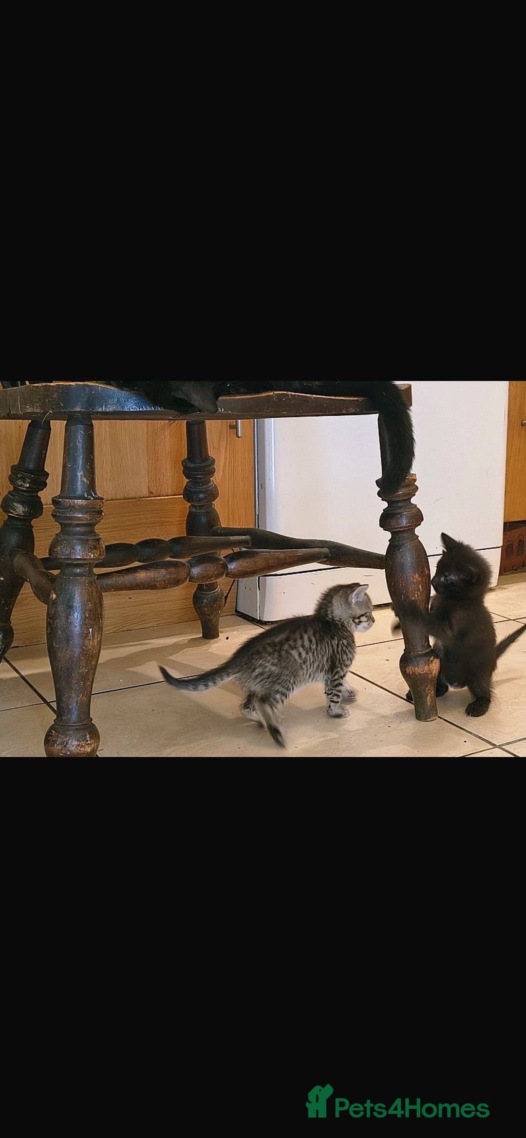 Bengal cats for sale: Bengal and black kittens - Image 1