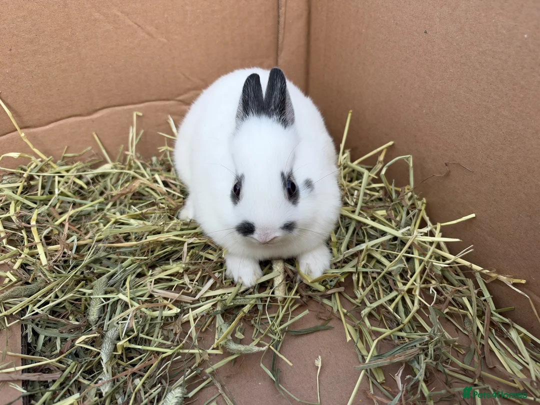 Netherland Dwarf rabbits for sale: Netherland dwarf babies  - Advert 2