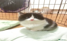 Mixed Breed cats for sale: Beautiful mixed bread kittens  - Image 1