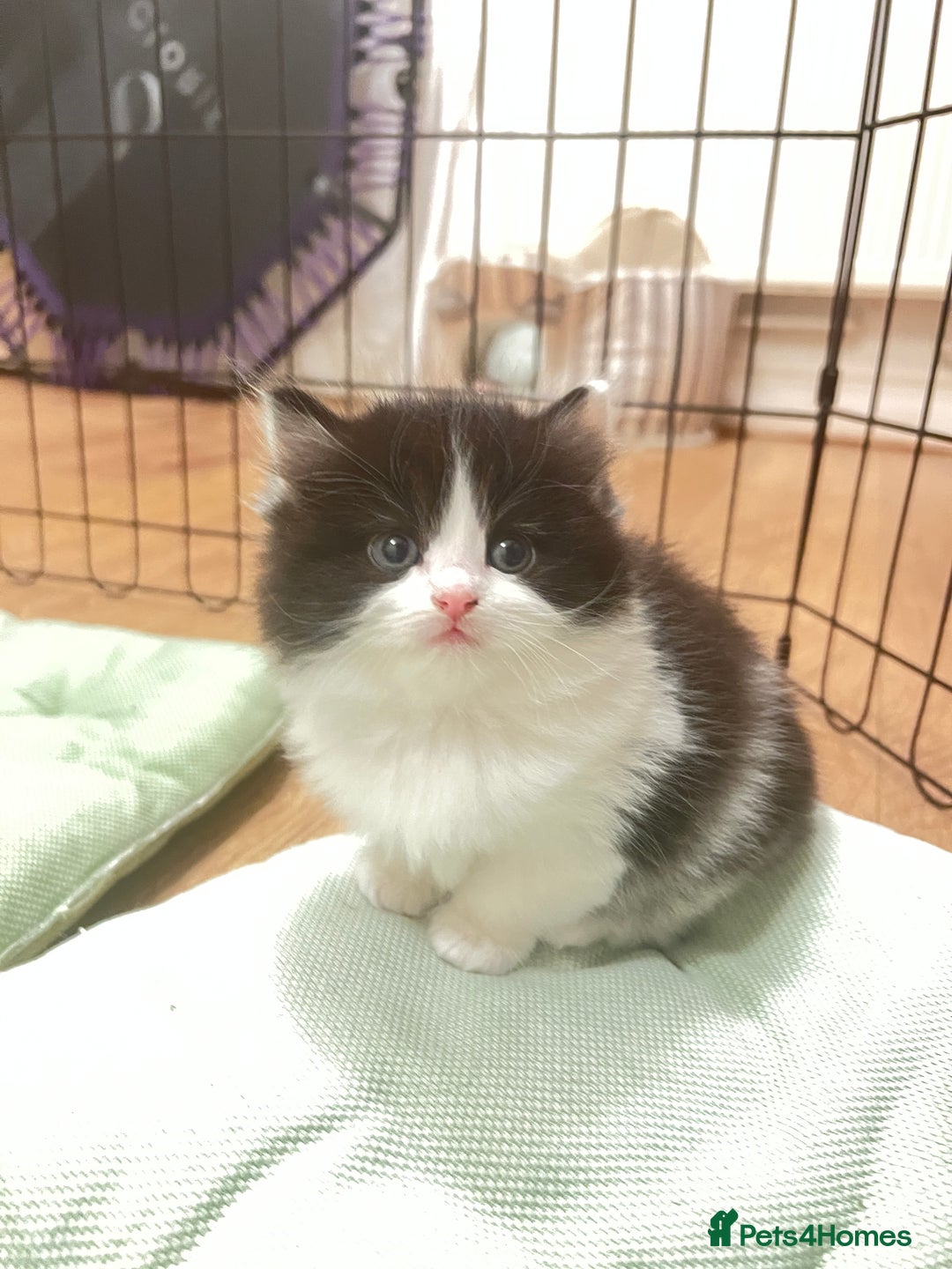 Mixed Breed cats for sale: Beautiful mixed bread kittens  - Image 1