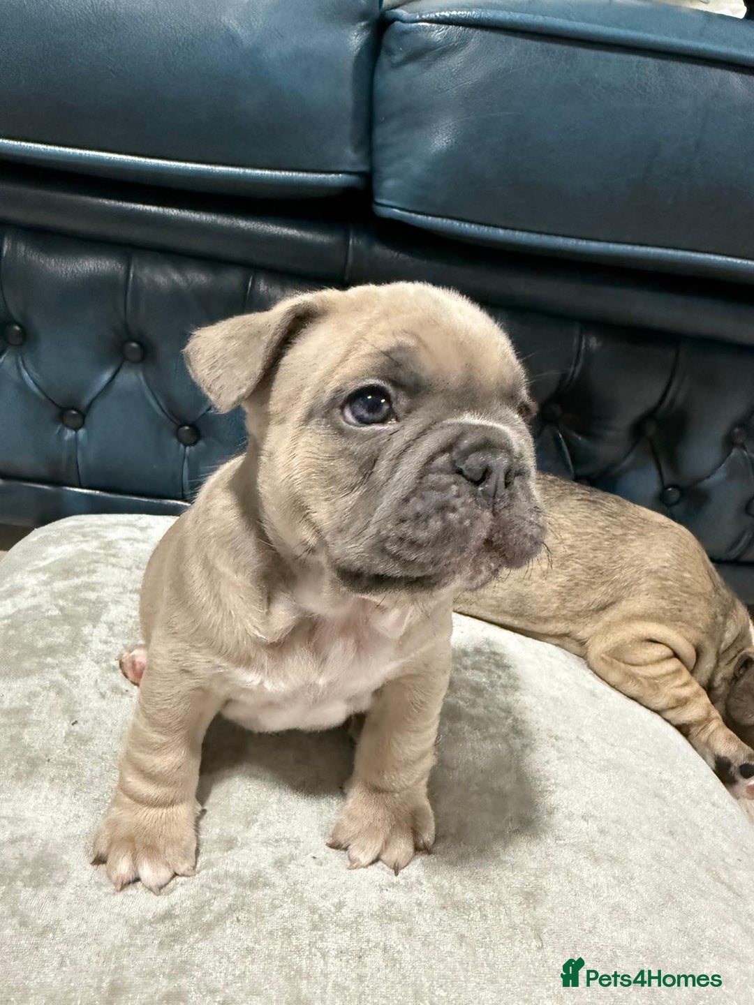 French Bulldog dogs for sale: 🌟 Adorable French Bulldog Puppies - Image 11
