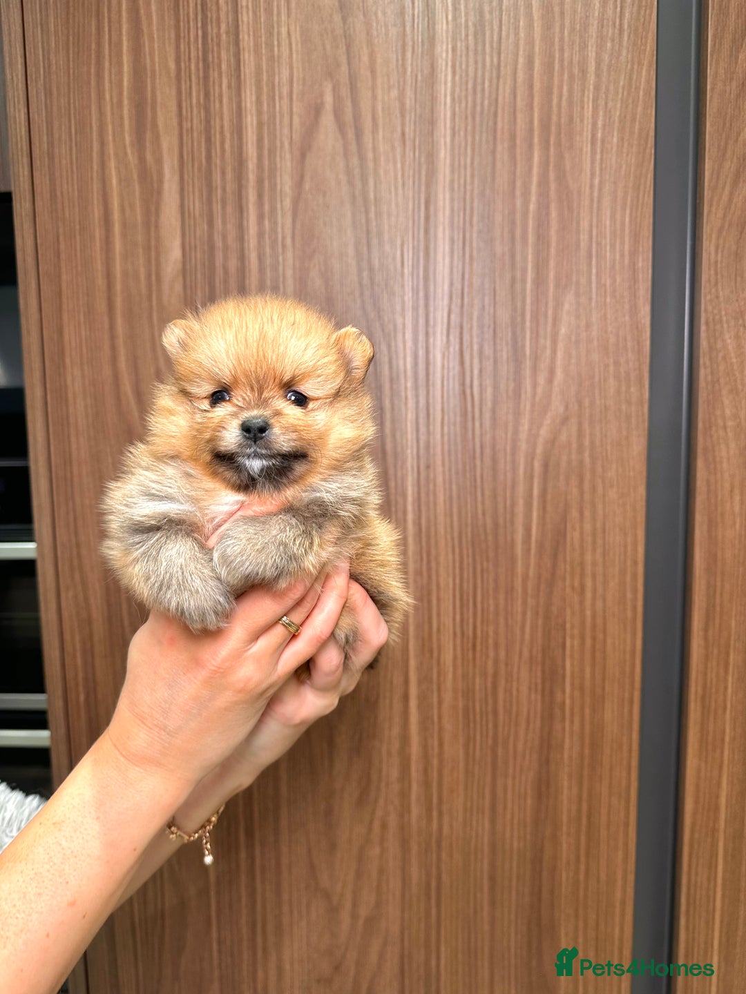 Pomeranian dogs for sale: Pomeranian teddy bear face puppies🐶 - Advert 15