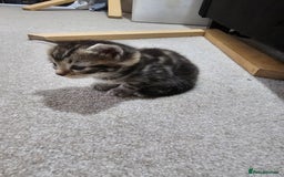 Mixed Breed cats for sale: Five Stunning Bengal X Kittens For Sale  - Image 17