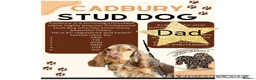 Cocker Spaniel dogs for sale: Health Clear KC Reg Sable Show Cokers  - Advert 7