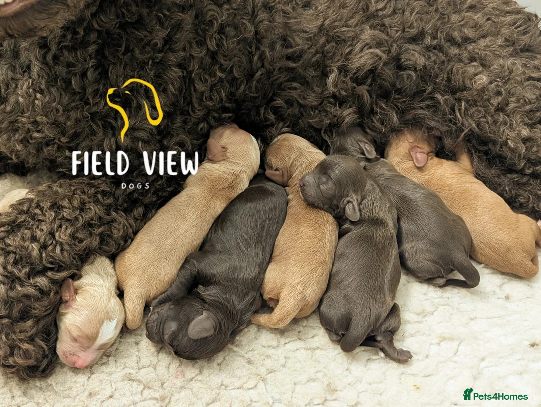 Cavapoo dogs for sale: F1 Cavapoo pups, extensively health tested parents - Advert 5