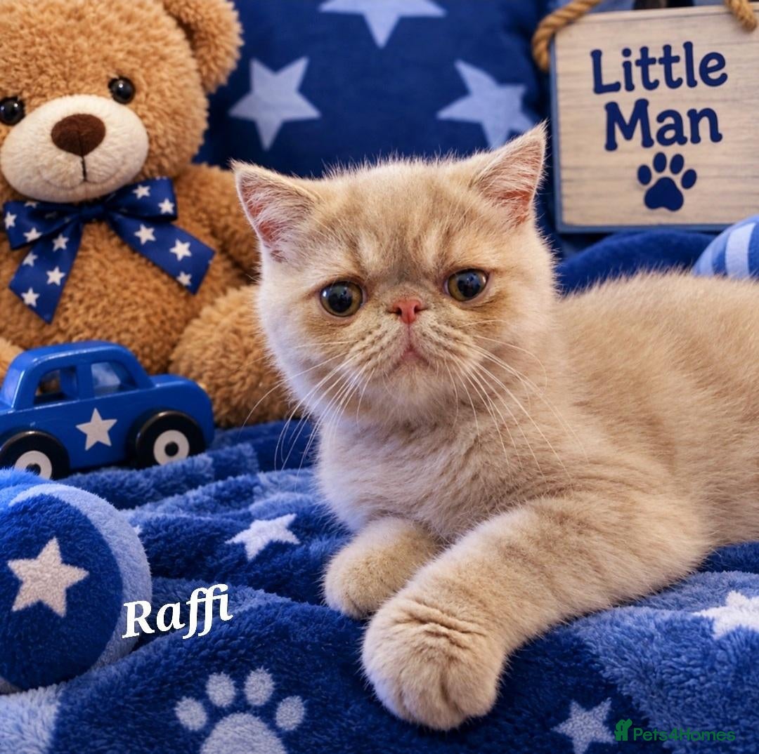 Persian cats Gccf Persian exotic short hair ( Chunky boys ) - Advert 2