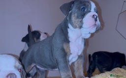Olde English Bulldogge dogs for sale: Olde English bulldogs puppies  - Image 3