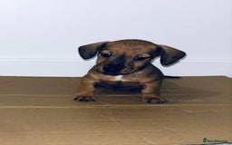 Dachshund dogs for sale: Dachshund Puppies - Image 6