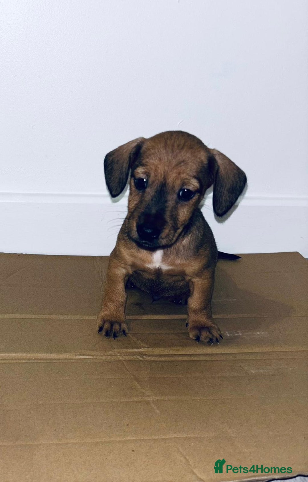 Dachshund dogs for sale: Dachshund Puppies - Image 6