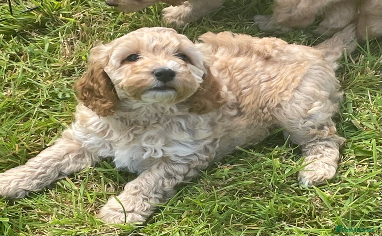 Cockapoo dogs - Advert 5