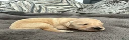 Golden Retriever dogs for sale: Beautiful golden retriever puppies - Advert 33