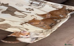 Mixed Breed cats for sale: Calico cross tabby  - Image 12