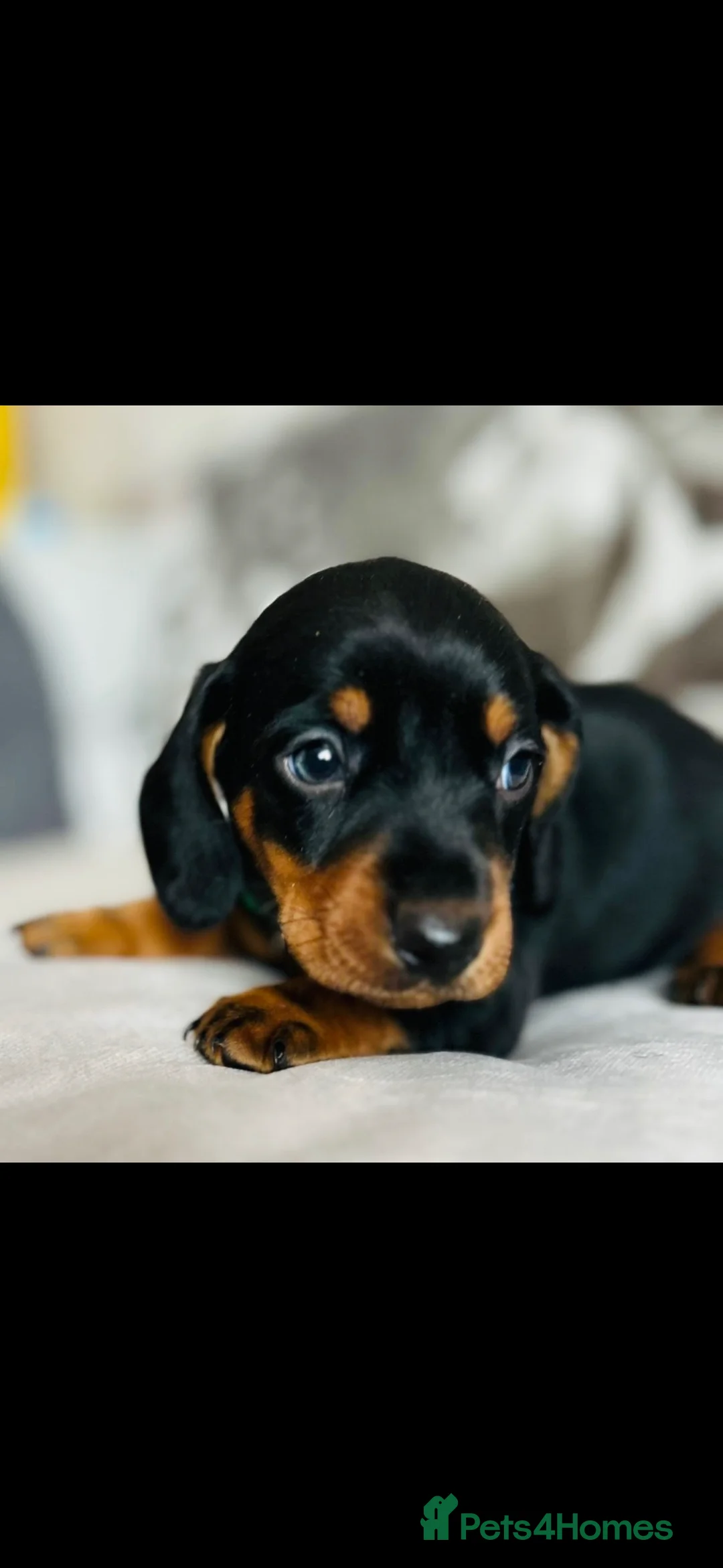 Miniature Dachshund dogs for sale: Very beautiful miniature dachshund puppies in Harlow - Advert 12