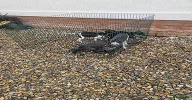 Whippet dogs - Advert 12