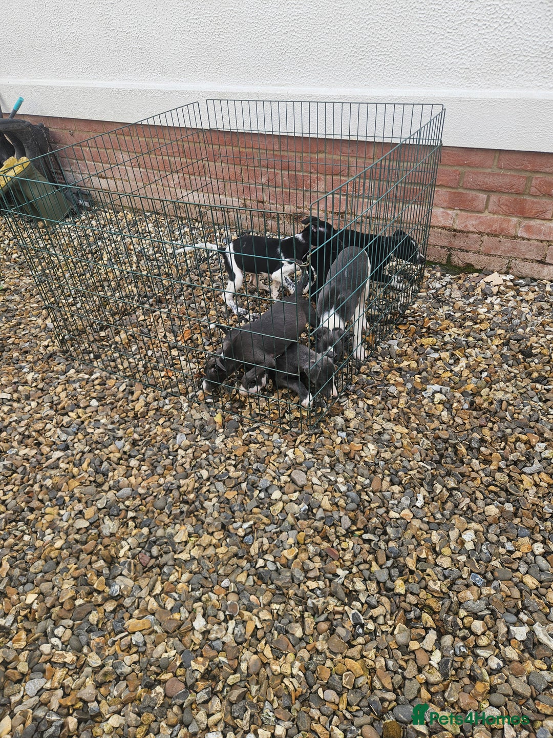 Whippet dogs for sale: 3 quarter whippet quarter collie pups - Image 3