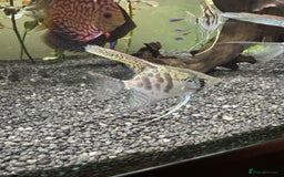 Angelfish fish for sale: X4 Medium Angelfish - Image 4