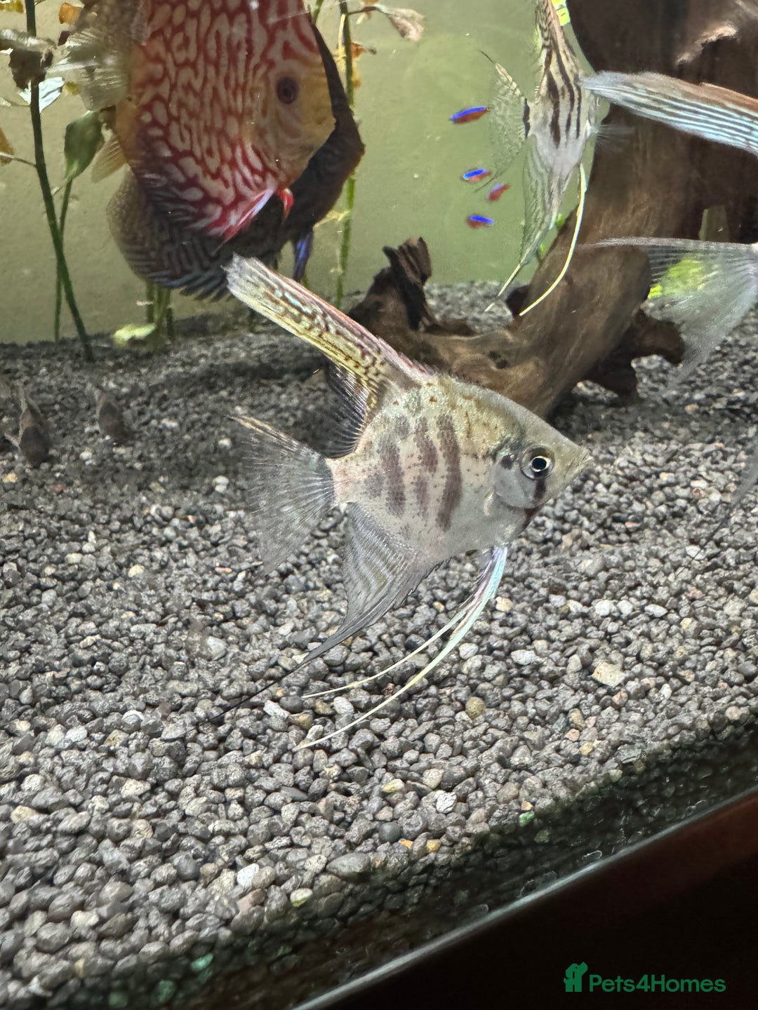 Angelfish fish for sale: X4 Medium Angelfish - Image 4