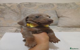Miniature Dachshund dogs for sale: 5 miniature dachshund - Image 19