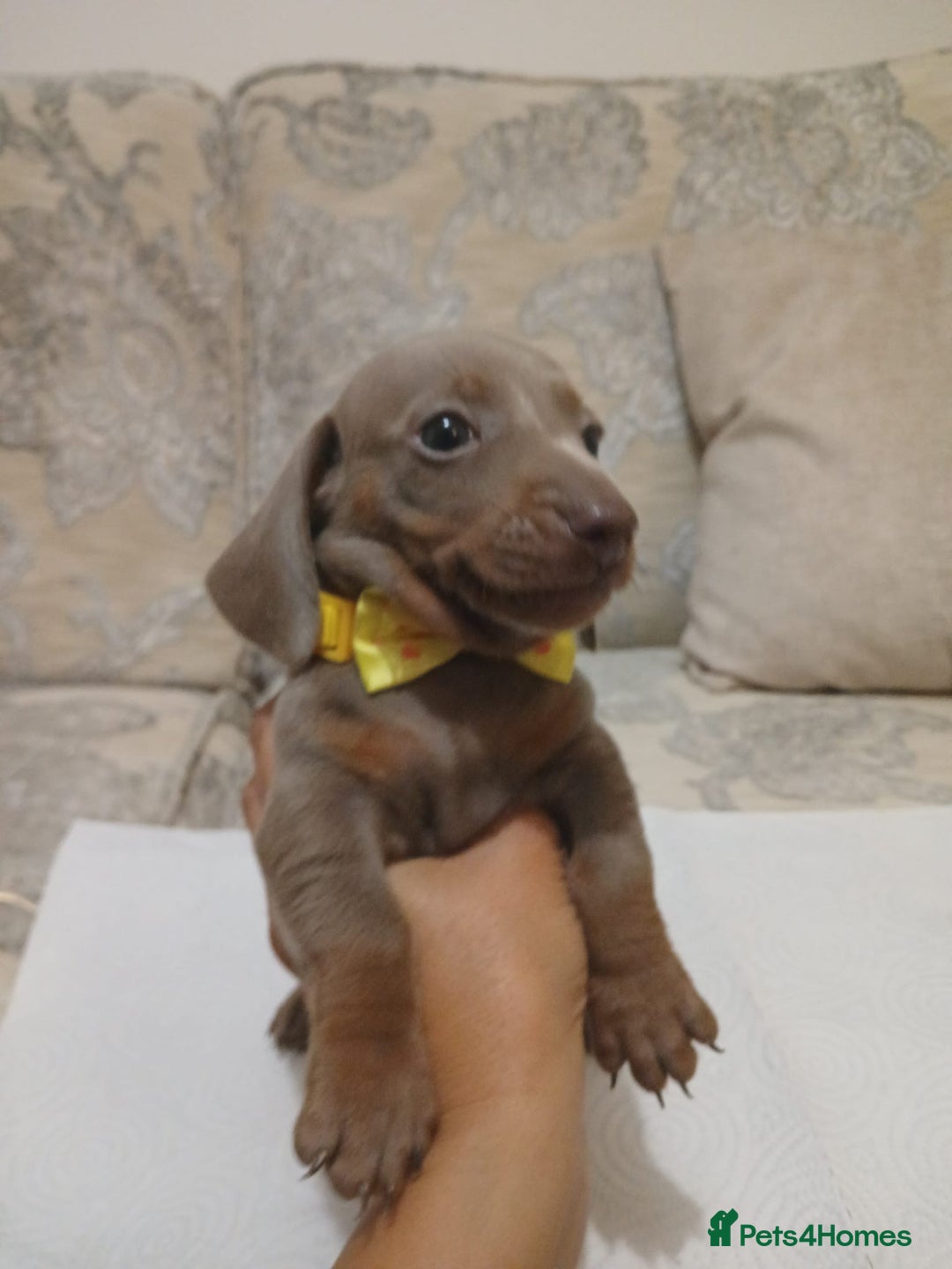 Miniature Dachshund dogs for sale: 5 miniature dachshund - Image 19