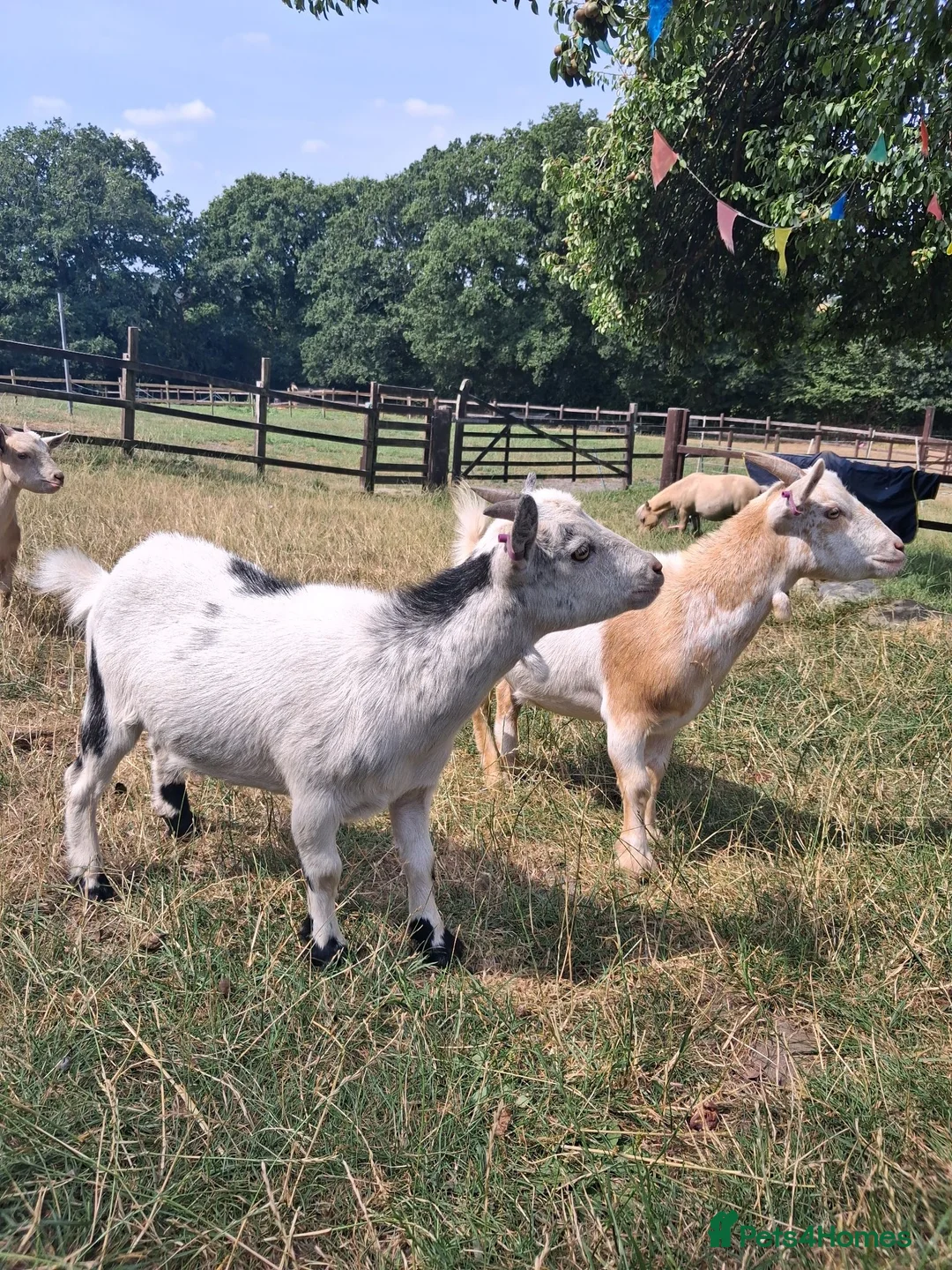 Goats livestock for sale: Two Friendly Female Pygmy Goats in Wimborne - Advert 2