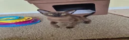 Burmese cats for sale:  Pedigree Brown Male Burmese Kitten - Advert 4