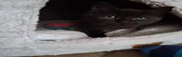 Mixed Breed cats for sale: Black male kittens  - Advert 4