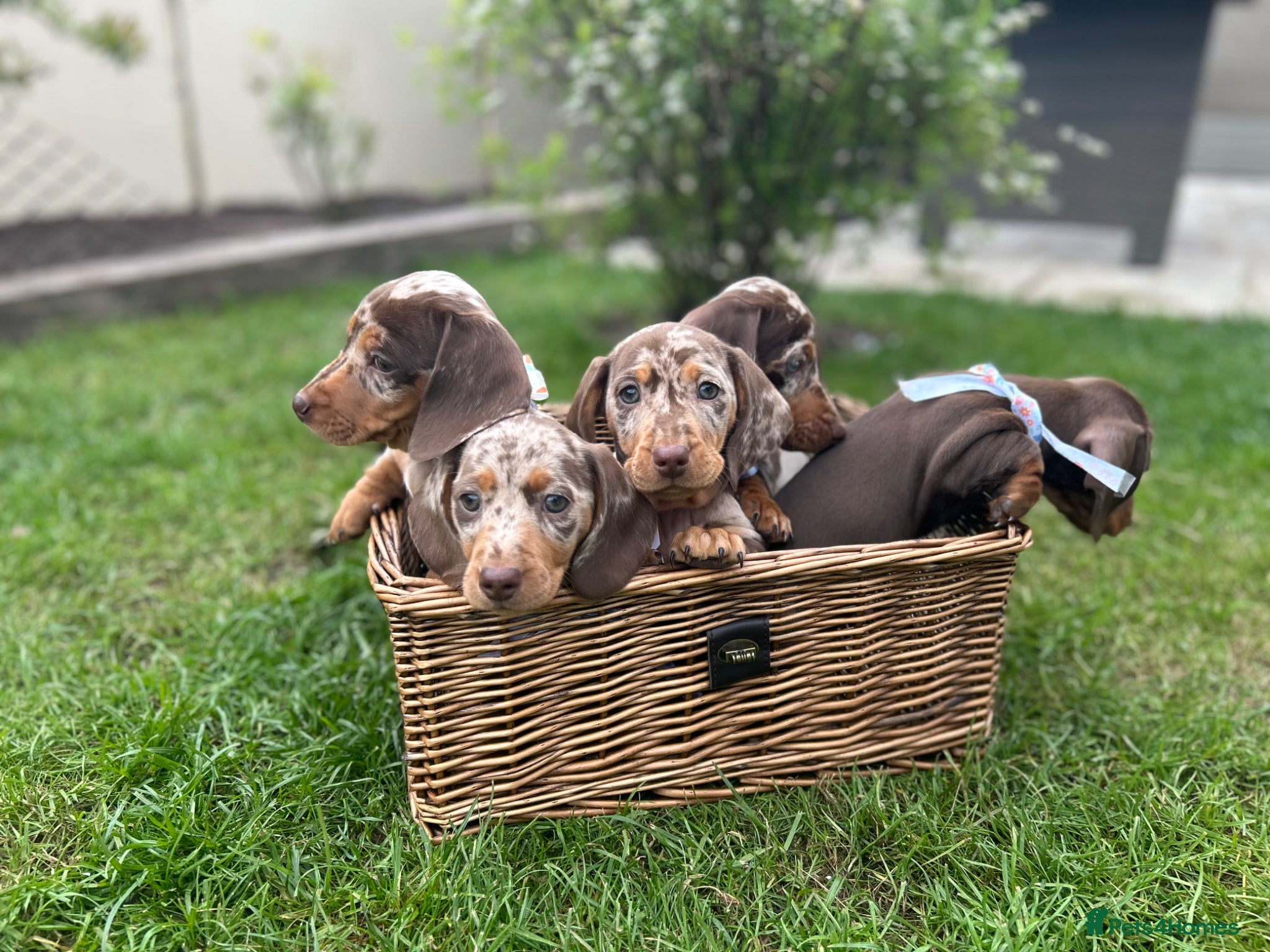Miniature Dachshund dogs KC Registered Miniature Dachshunds - Advert 1