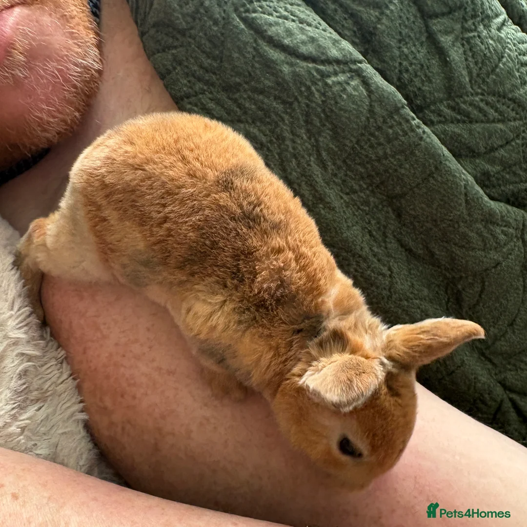 Mixed Breed rabbits for sale: Two beautiful baby bunnies - Advert 7