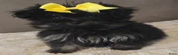 Pomapoo dogs for sale: Beautiful pomapoos - Advert 6