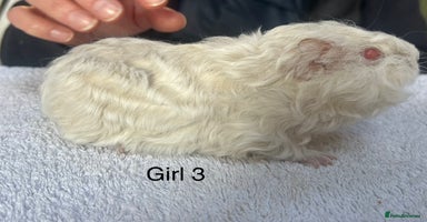 Guinea Pig rodents Lovely baby guinea pigs for sale  - Advert 12