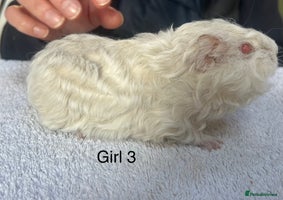 Guinea Pig rodents Lovely baby guinea pigs for sale - Advert 8