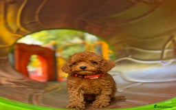 Toy Poodle dogs for sale: Adorable Toy Poodle Puppies  - Image 10