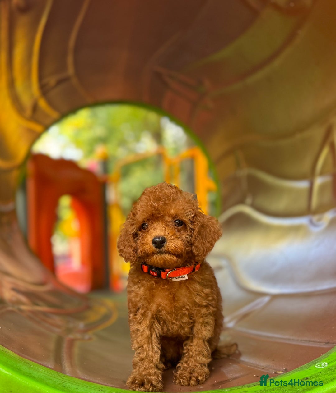 Toy Poodle dogs for sale: Adorable Toy Poodle Puppies  - Image 10