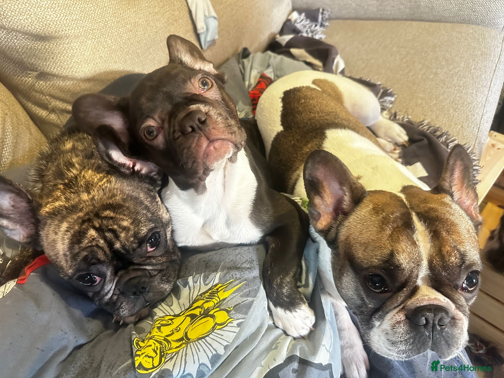 French Bulldog dogs Last kc registered french bulldog female - Advert 9