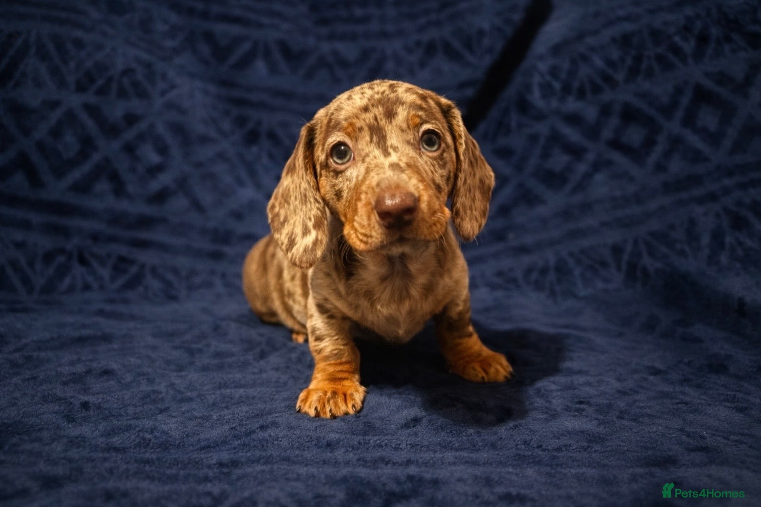 Miniature Dachshund dogs 🐾 Dapple Boy Newly Available! 🐾 - Advert 10