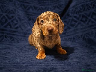 Miniature Dachshund dogs 🐾 Dapple Boy Newly Available! 🐾 - Advert 10