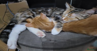 Mixed Breed cats - Advert 3