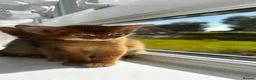Abyssinian cats for sale: Abyssinian kittens  - Advert 14