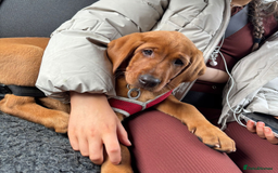 Labrador Retriever dogs for sale: 5*Licenced home breeder fox red lab working lines  - Image 13