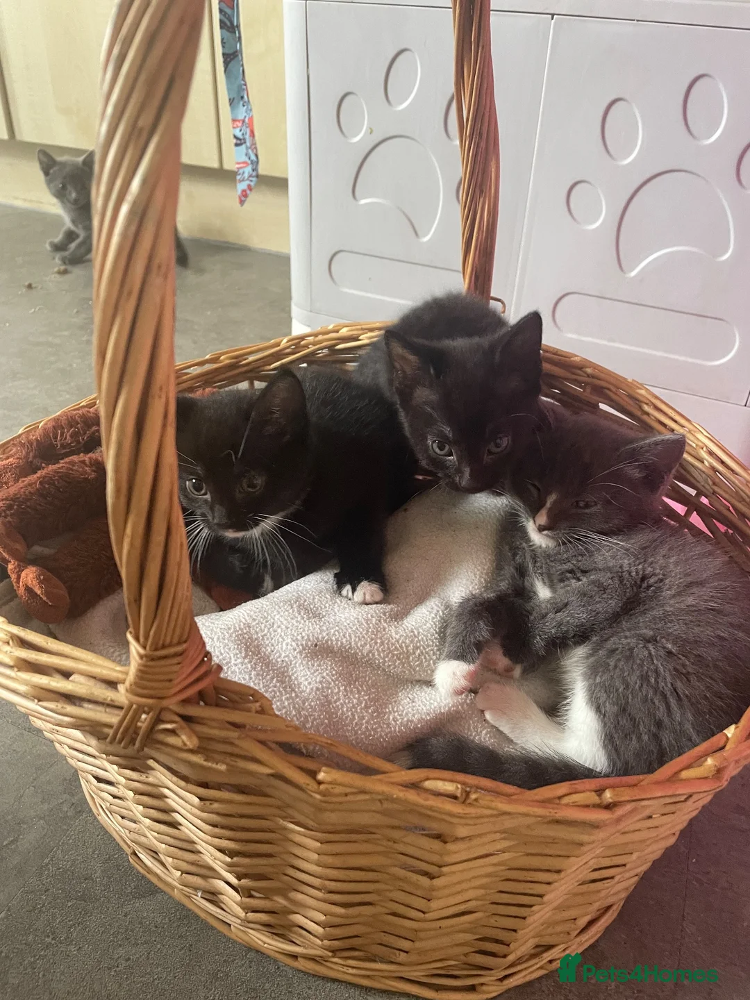 Mixed Breed cats for sale: Four female kittens available. 6 weeks old.  - Advert 9