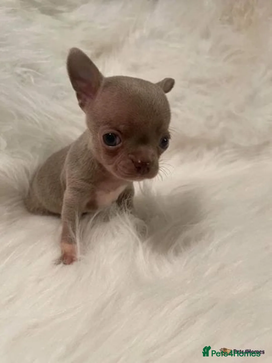 Chihuahua dogs for stud: **Well Proven Stud**- Stunning Lilac Smooth Coat  in Morecambe - Advert 11