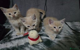 Mixed Breed cats for sale: Mixed breed kittens ready now.  - Image 14