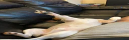 Jack Russell dogs for stud: JRT for stud only  - Advert 3