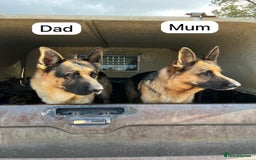 German Shepherd dogs for sale: German Shepherd Puppies Family-Raised 🐾 - Advert 4