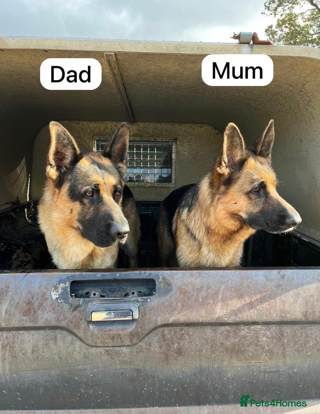 German Shepherd dogs for sale: German Shepherd Puppies Family-Raised 🐾 - Advert 4