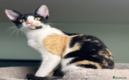 Cornish Rex cats for sale: 🐾 last Girl Left – BSH x Cornish Rex Kitten 🐾 in London - Image 2