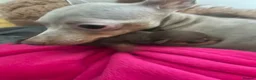 Miniature Pinscher dogs for sale: Beautiful 5generation pedigree min pin pupp - Advert 34