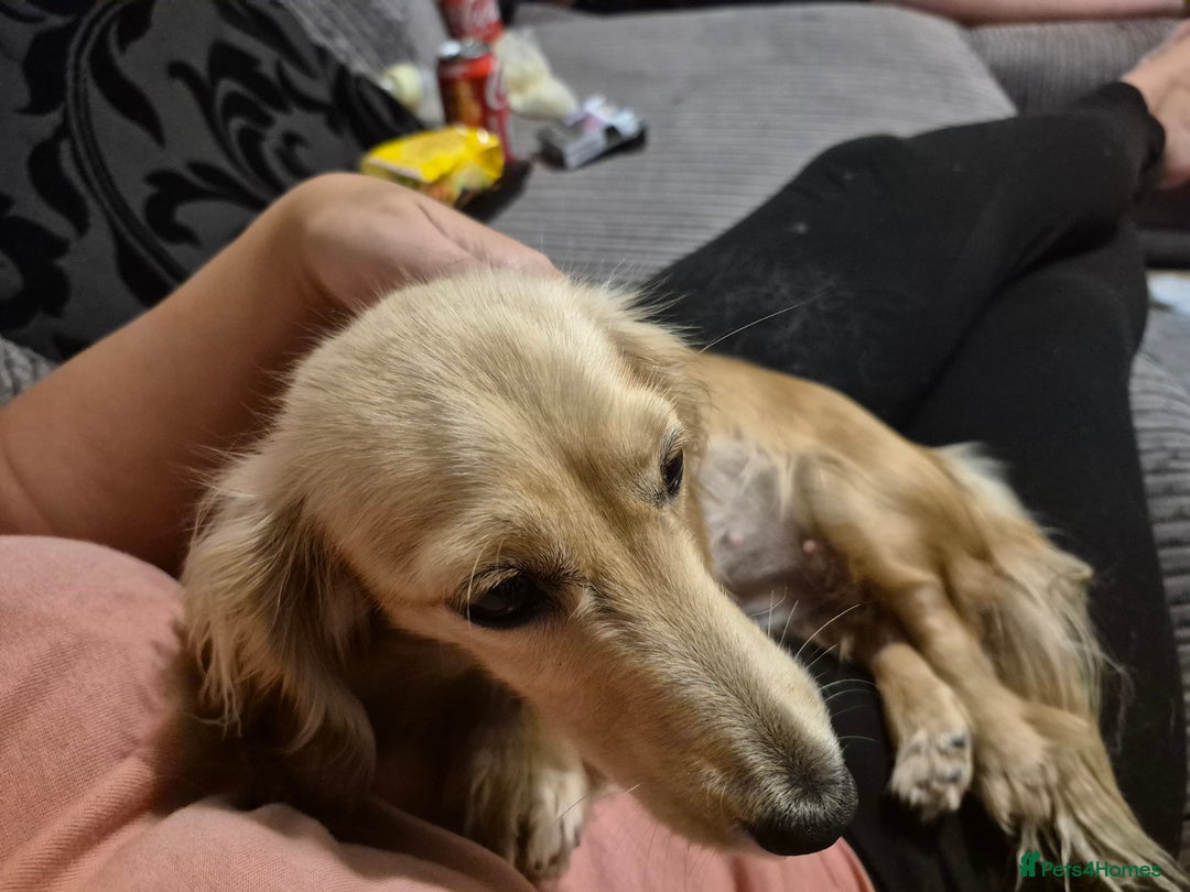 Dachshund dogs for sale: Kc boy dachshund  - Image 2
