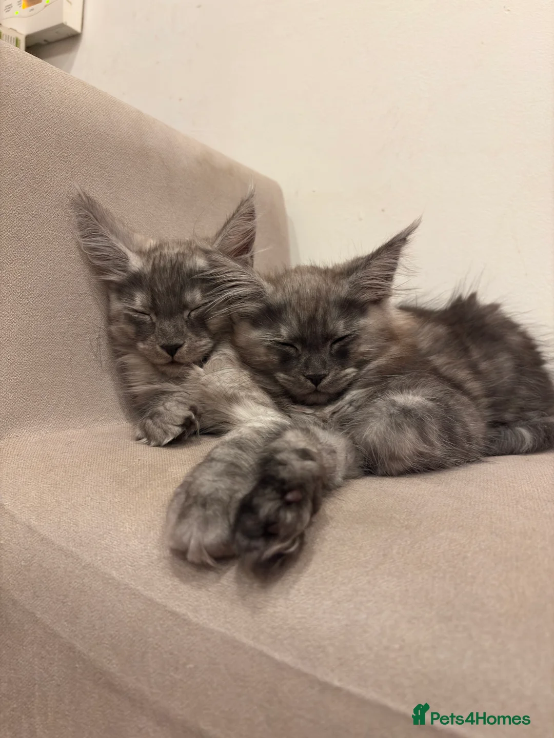 Maine Coon cats for sale: Maine Coon Kittens  - Advert 17