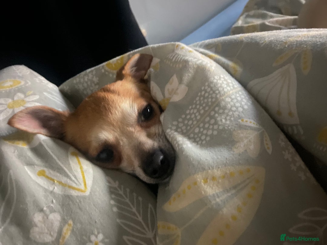 Chihuahua dogs for sale: Male Chihuahua looking for forever home - Image 10